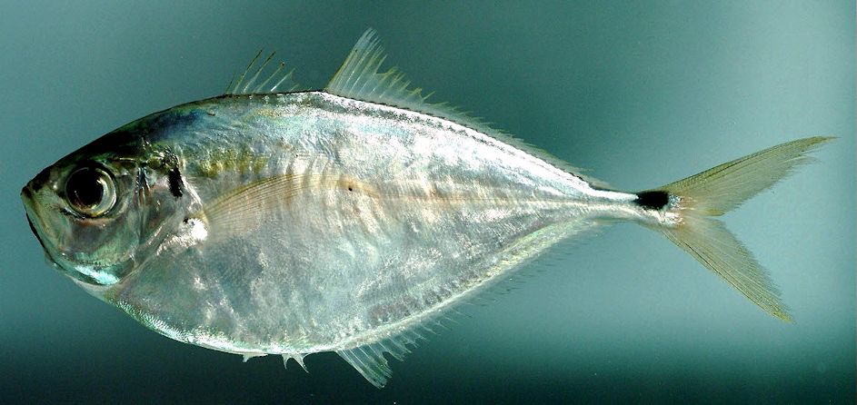 Chloroscombrus chrysurus_03